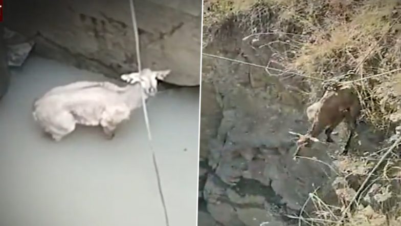 Nilgai Falls Into Well in Maharashtra's Buldhana, Here’s How the Cow Was Rescued (Watch Video)