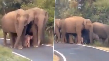 Video of Baby Elephant Walking With Herd Goes Viral; Netizens Are Loving the Protective Nature of the Huge Mammals