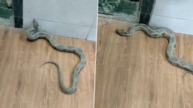 Viral Video: Venomous Russell Viper Found Inside Naupada Police Station in Thane; Rescued