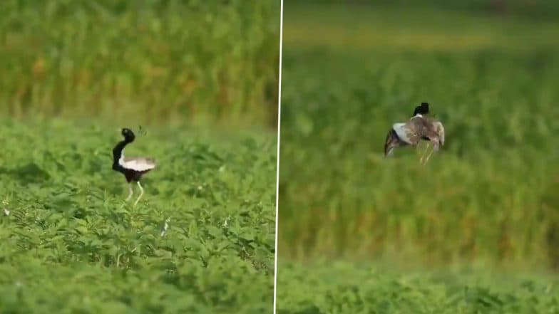 Viral Video: Lesser Florican Bird Jumps During Mating Display to Charm its Mate, Breeding Dance Amazes Netizens