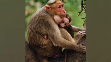 Science News | Researchers Reveal Female Monkeys Actively Lower Social Network with Age