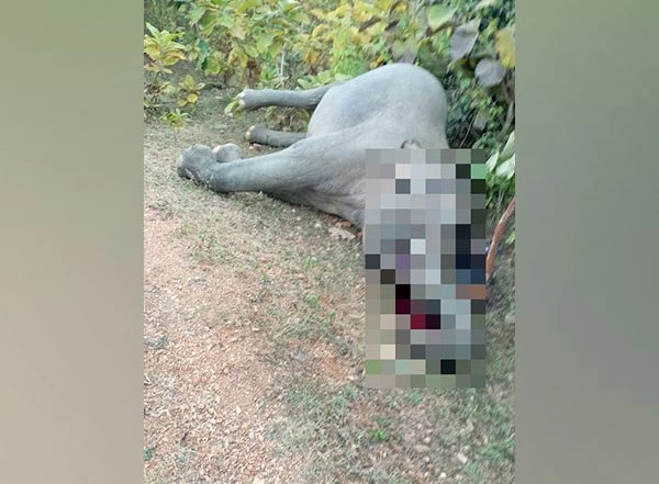 India News | Elephant Dies of Electrocution in Chhattisgarh