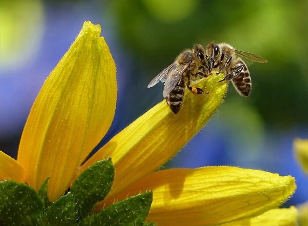 Science News | Study Explores Effect of Carbon Dioxide on Bumble Bee Reproduction