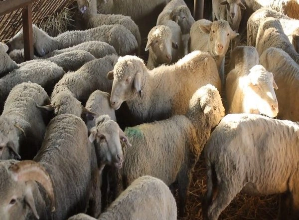 World News | Sheep Husbandry Sector to Improve with India-New Zealand MoU: ACS Atal Dulloo