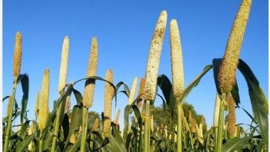 Business News | Chandigarh to Hold Millets Fair Every Week During International Year of Millets 2023: Kheti Virasat Mission Executive Director
