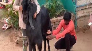 India News | MP: He-goats Yielding 'milk' in a Goat Rearing Centre, Burhanpur