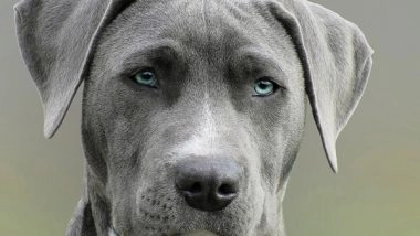 Science News | Sense of Smell and Sense of Sight Linked in Dogs: Study