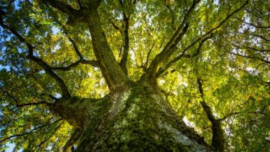 Science News | Research: Old-growth Trees Provide Buffer Against Climate Change