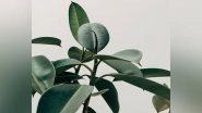 Science News | Plants Can Adapt Their Lignin Using 'chemically Encoding' Enzymes to Face Climate Change: Study