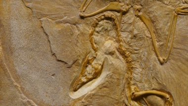 Germany: Researchers Discover Oldest Pterodactylus Fossil in Bavaria