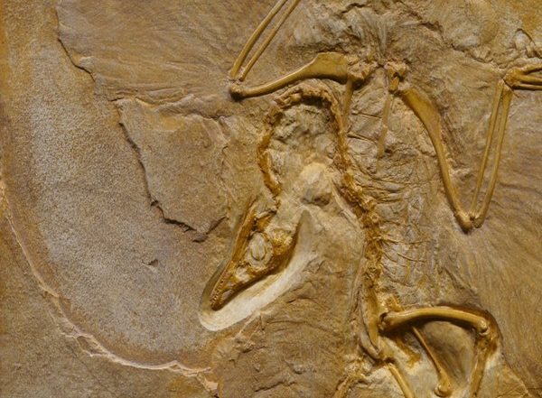 Germany: Researchers Discover Oldest Pterodactylus Fossil in Bavaria