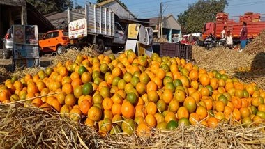 India News | Bengal: Traders of Darjeeling Oranges See Production Plummet to 30%