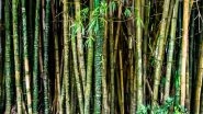 Business News | Advisory Group Formed to Bring Synergy in Bamboo Value Chain