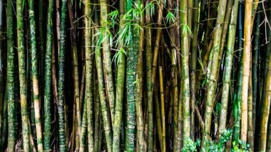 Business News | Advisory Group Formed to Bring Synergy in Bamboo Value Chain