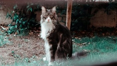 Science News | Study: Feline Genetics Help Pinpoint First-ever Domestication of Cats