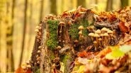 Science News | Understanding Cryptic Role Fungi Play in Ecosystems