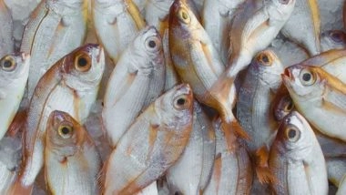 Health News | Research: Small Fish Species Could Play Big Role in Fight Against Malnutrition