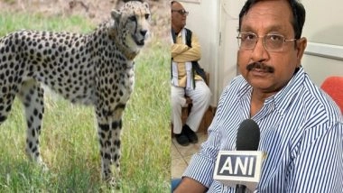 India News | After Namibia, Cheetahs to Arrive from South Africa Soon, Says MP Forest Minister Vijay Shah