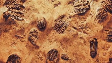 Science News | Did You Know Ancient Amphibians Had Their Bones Cooked?