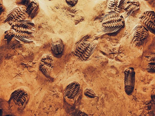 Science News | Did You Know Ancient Amphibians Had Their Bones Cooked? - Vimarsana News
