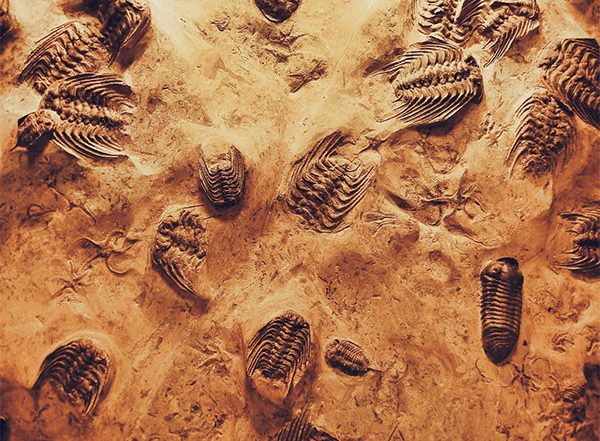 Science News | Did You Know Ancient Amphibians Had Their Bones Cooked?
