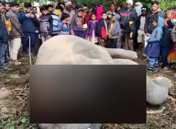 India News | One Person Killed by Elephant in Assam's Goalpara, Tusker Electrocuted