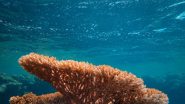 Science News | Study: New Method Reveals Marine Microbes' Outsized Role in Carbon Cycle