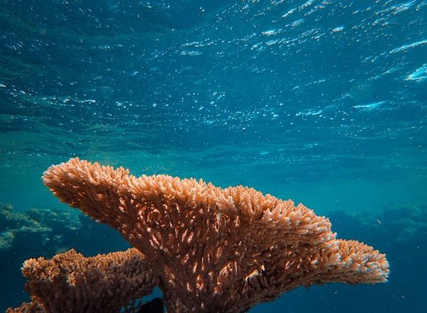 Science News | Study: New Method Reveals Marine Microbes' Outsized Role in Carbon Cycle
