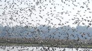 India News | Migratory Birds Starts Arriving at Pobitora Wildlife Sanctuary in Assam Attracting Indian as Well as Foreign Tourists