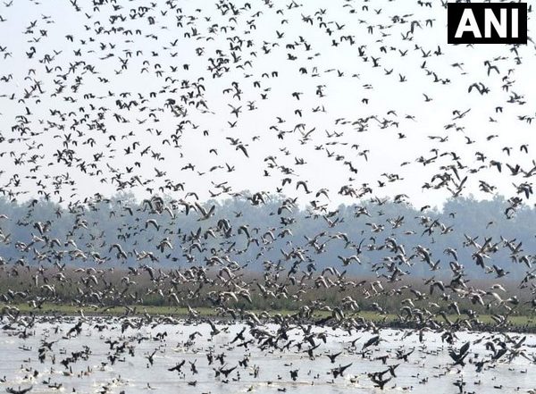 India News | Migratory Birds Starts Arriving at Pobitora Wildlife Sanctuary in Assam Attracting Indian as Well as Foreign Tourists