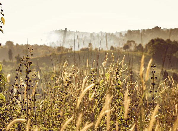 Science News | Research Finds How Intensive Agriculture Turned Wild Plant into Pervasive Weed