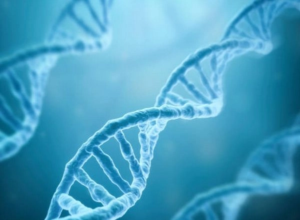 Science News | Research Finds Aging is Driven by Unbalanced Genes