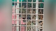 Assam: Leopard Rescued From Near Film and TV Institute in Kamrup, Released in Forest