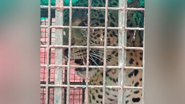 Assam: Leopard Rescued From Near Film and TV Institute in Kamrup, Released in Forest