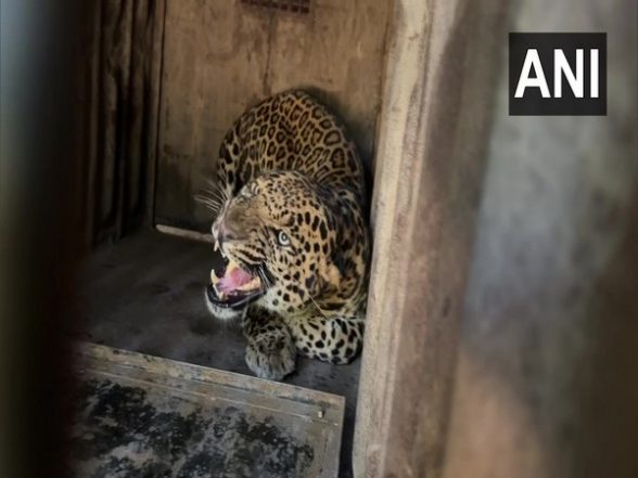 India News | Maharashtra: Forest Department Rescues Leopard from Near Nashik School - Vimarsana News