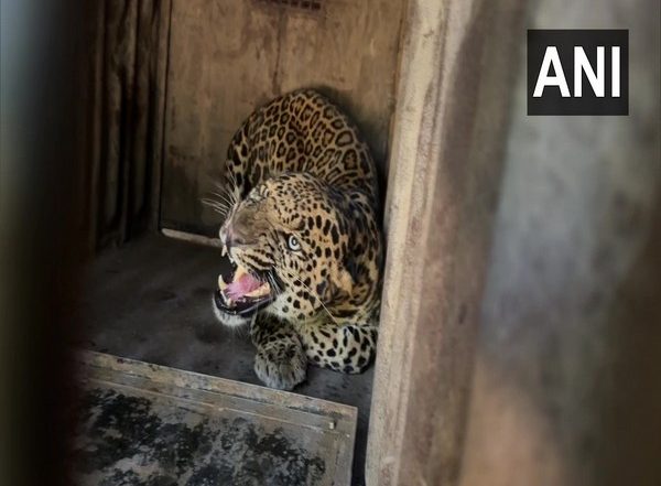 India News | Maharashtra: Forest Department Rescues Leopard from Near Nashik School
