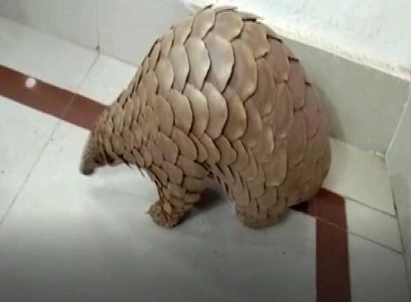 India News | Chhattisgarh: Forest Department Rescues Live Pangolin, Five Arrested