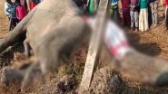India News | Assam: Elephant Dies of Electrocution in Morigaon