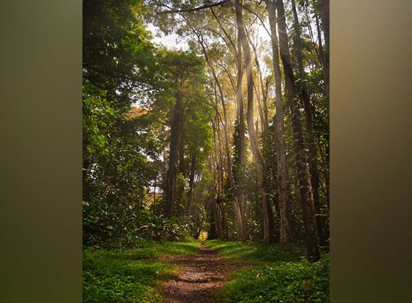 Science News | Researchers Suggest How Animal Herbivores Hinder Nitrogen Fixation in Tropical Forests
