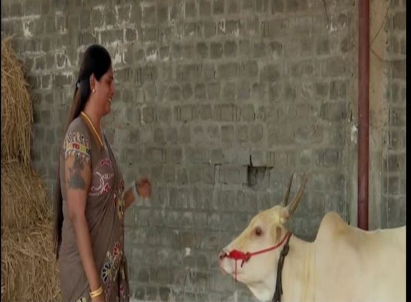 India News | Transgender Keertana Ready with Her Bulls for Upcoming Jallikattu