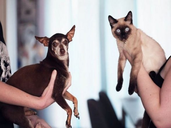 Lifestyle News | Study Reveals Which Animals We Classify as 'friends' or 'food' - Vimarsana News