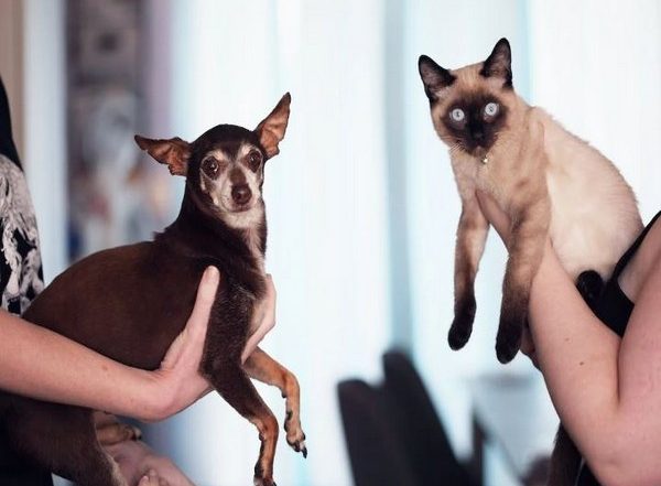 Lifestyle News | Study Reveals Which Animals We Classify as 'friends' or 'food'