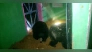 India News | Female Bear, Cub Enters in Villager's House in Chhattisgarh's Korba; Rescued