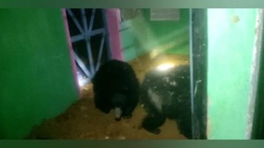 India News | Female Bear, Cub Enters in Villager's House in Chhattisgarh's Korba; Rescued
