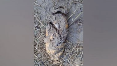 India News | BSF Recovers Narcotics Packet Near India-Pak Border in Punjab's Ferozepur