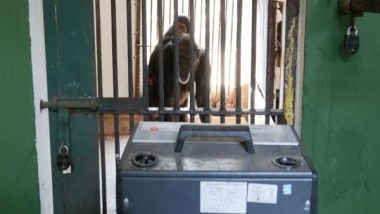 India News | Odisha: Animals in Nandankanan Zoological Park Get Special Treatment This Winter