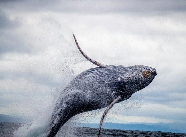 Science News | Scientists Suggest That Whales Could Be a Valuable Carbon Sink