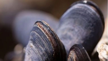 Science News | Wood-consuming Clams Dominate Their Habitat Using Excreted Matter: Study