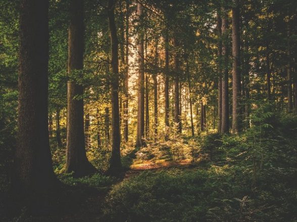 Science News | Study Finds Logged Tropical Forests Are Surprisingly Vibrant and Need Protection - Vimarsana News
