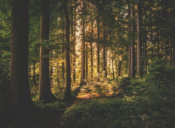 Science News | Study Finds Logged Tropical Forests Are Surprisingly Vibrant and Need Protection